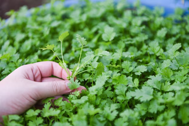 grow coriander in pots