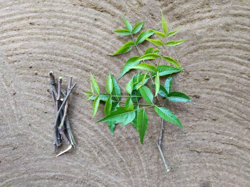 ghar mein neem ki datun rakhne ki vidhi