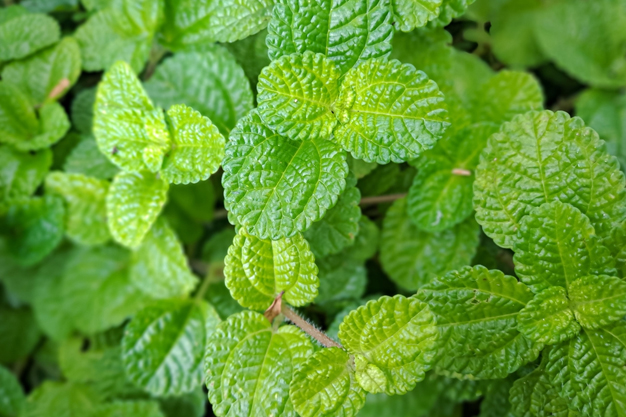 pudina for quick ayurvedic room freshener