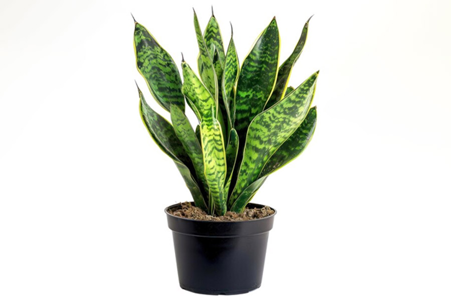 Air purifying plants for home