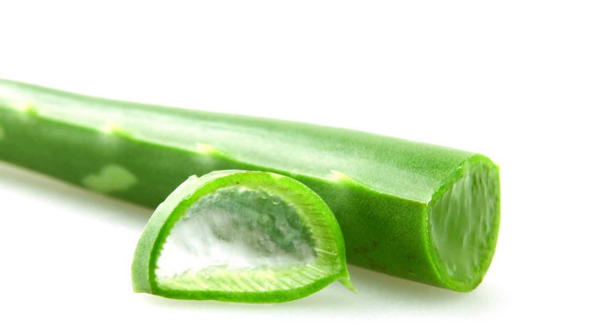 aloevera