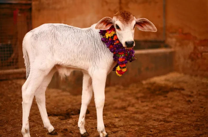 29 october 2025 shubh muhurat