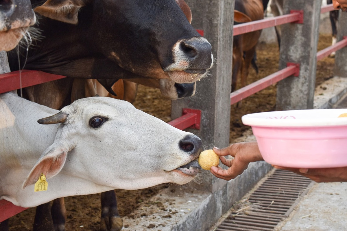 gopashtami 2025 pr kare ye upay