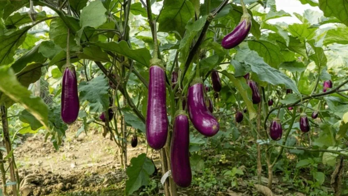 बैंगन के पौधे में लग जाएं कीड़े तो कुछ ऐसे करें उसकी देखभाल