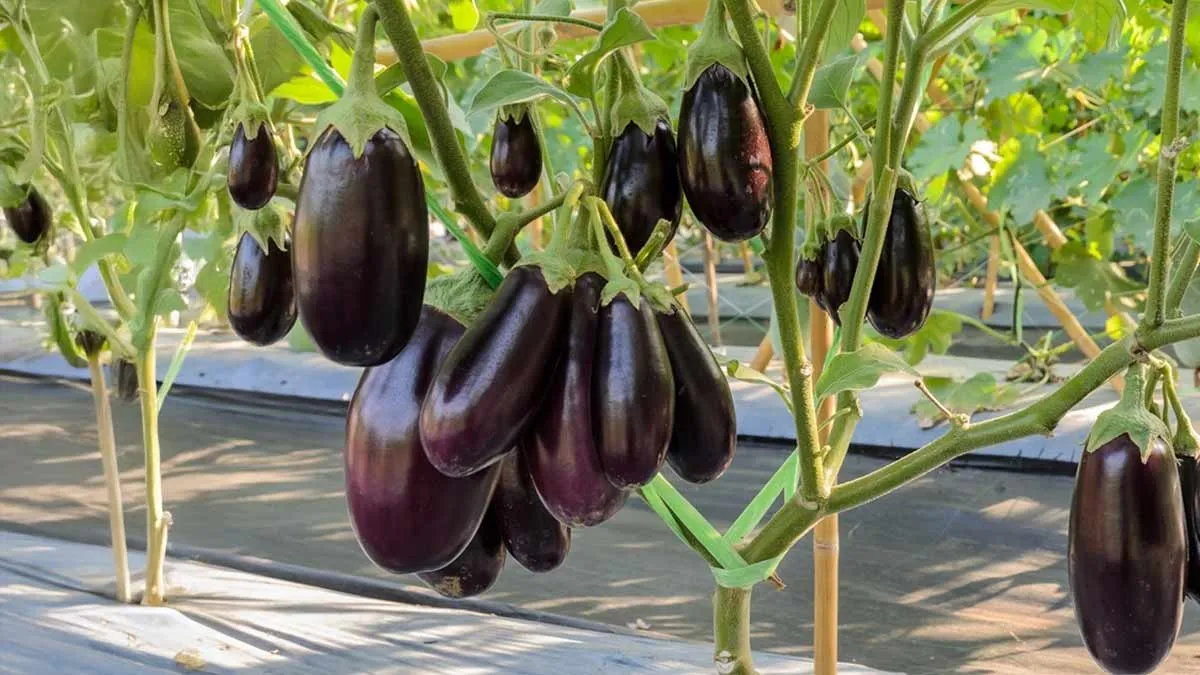 best way to get rid of insects on eggplant1