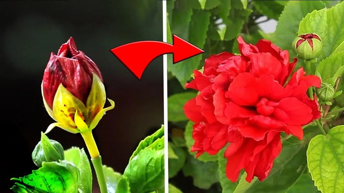 why my hibiscus plant not blooming flower know reason and solution
