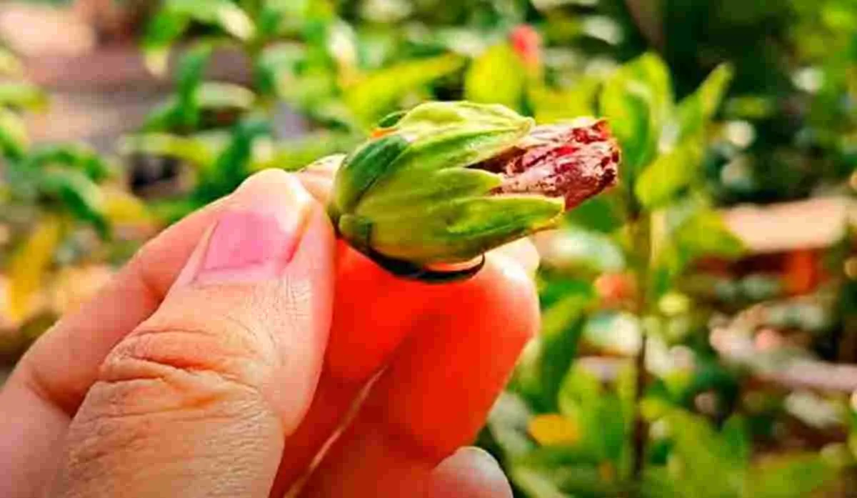 why my hibiscus plant not blooming flower know reason and solution