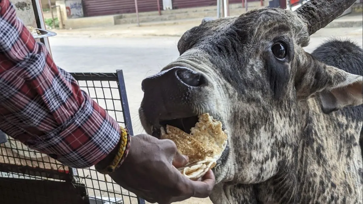 bad effects of feeding stale or leftover food to cow