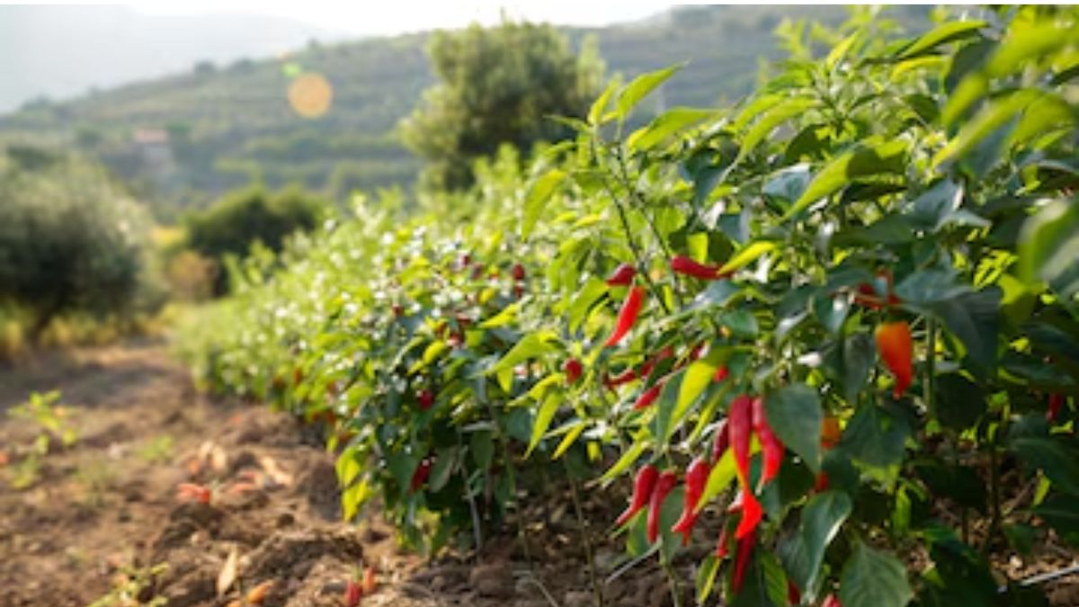 chilli plantation tips