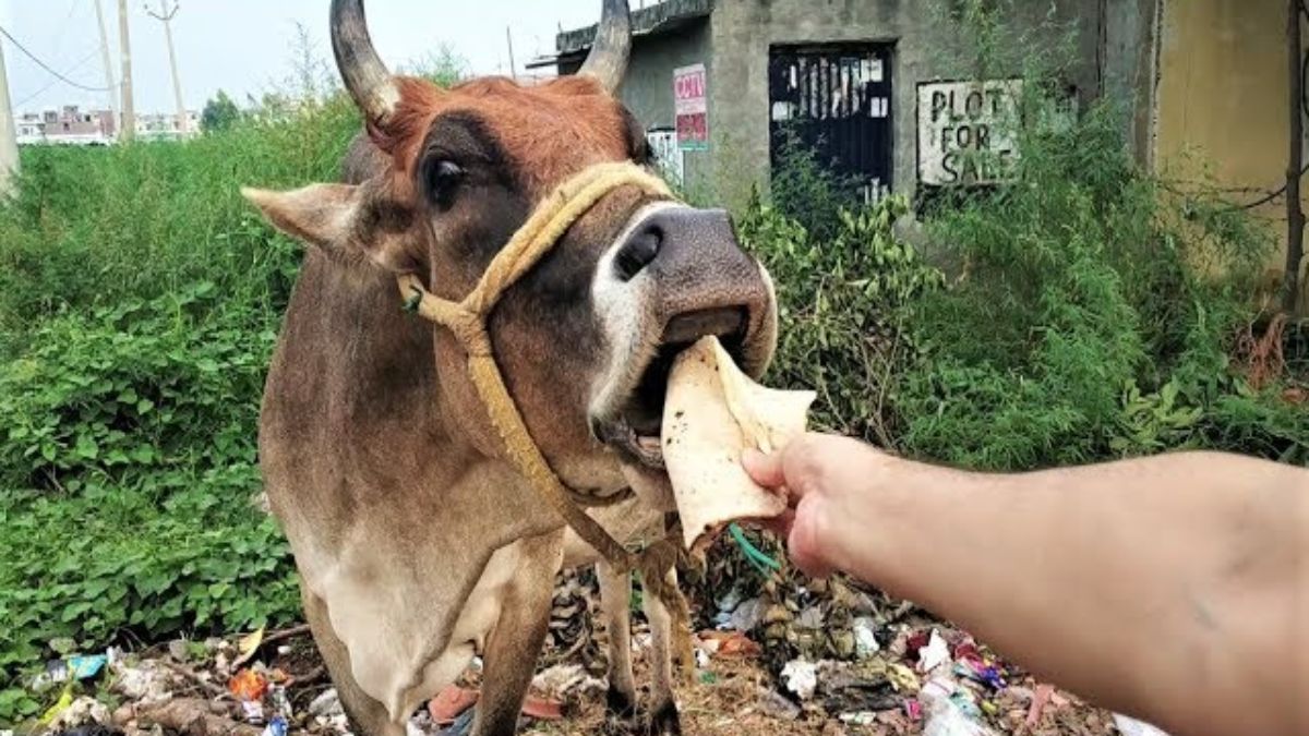 cow ko basi or jhutha khana khilane ke nakaratmak prabhav