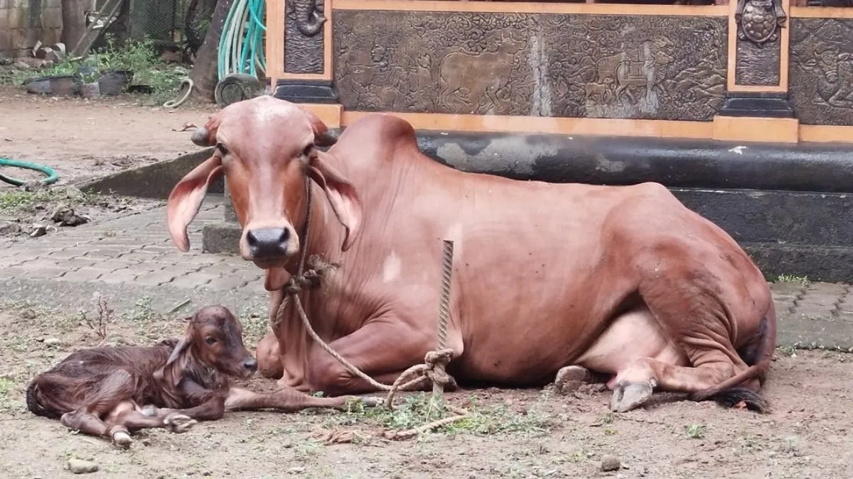 what does it mean if we see cow giving birth to calf