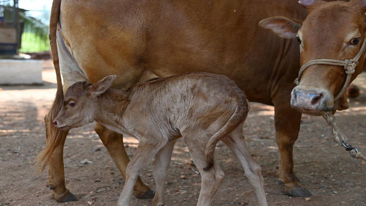 do mukhi gaay dikhne se kya hota hai