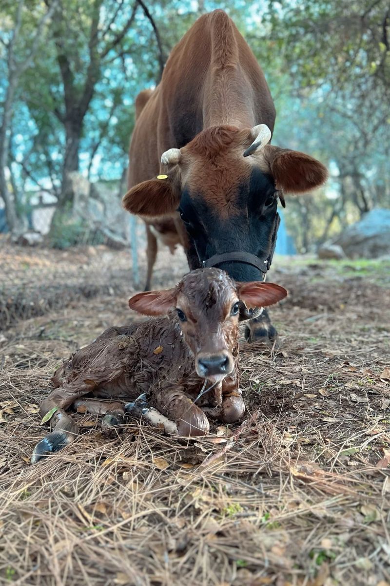 seeing two faced cow meaning