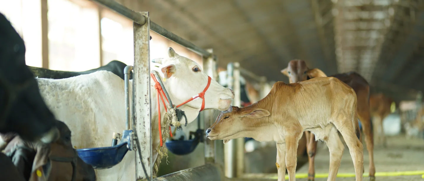 benefits of donating medicine to cow shed