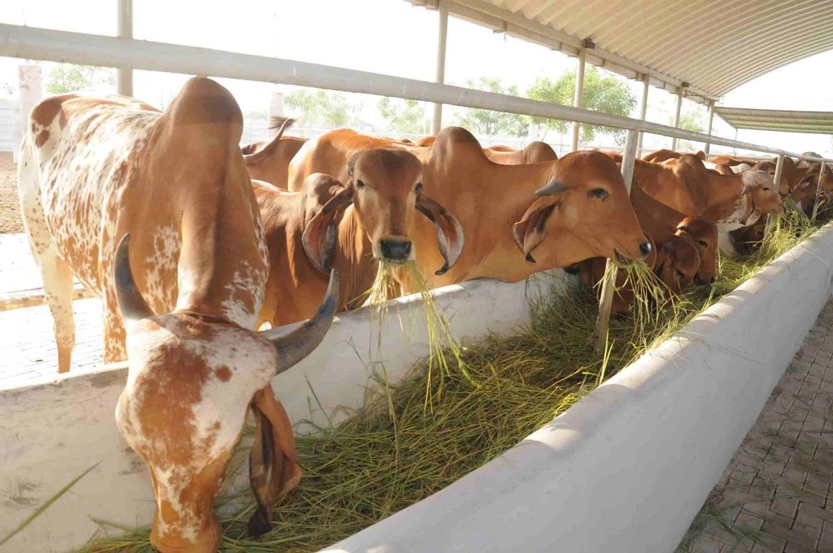 significance of donating medicine to cow shed