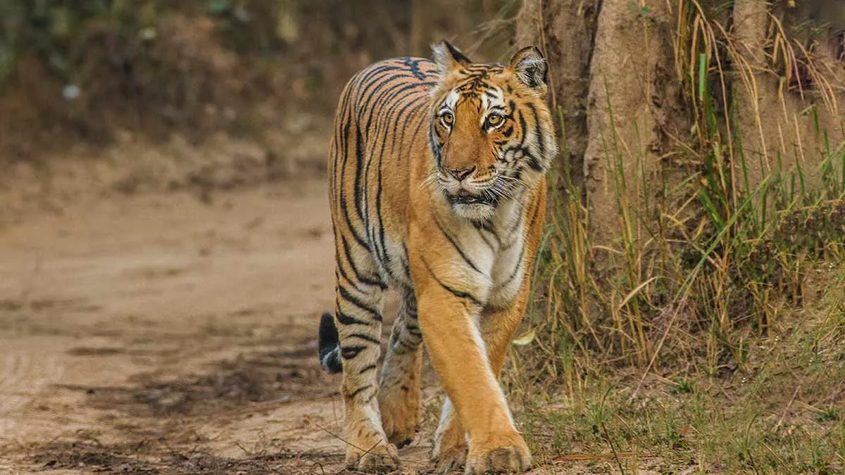 how to book uttarakhand rajaji national park ticket online official website know step by step full guide