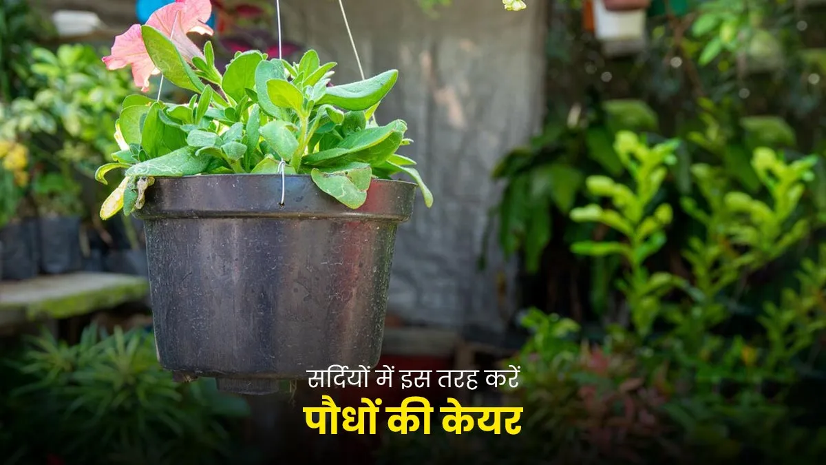 how to take care of flower plants in winter season