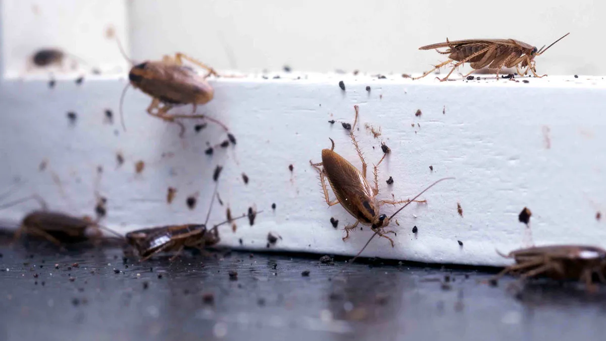 why are there always tiny insects flying around my kitchen reasons and effective solutions