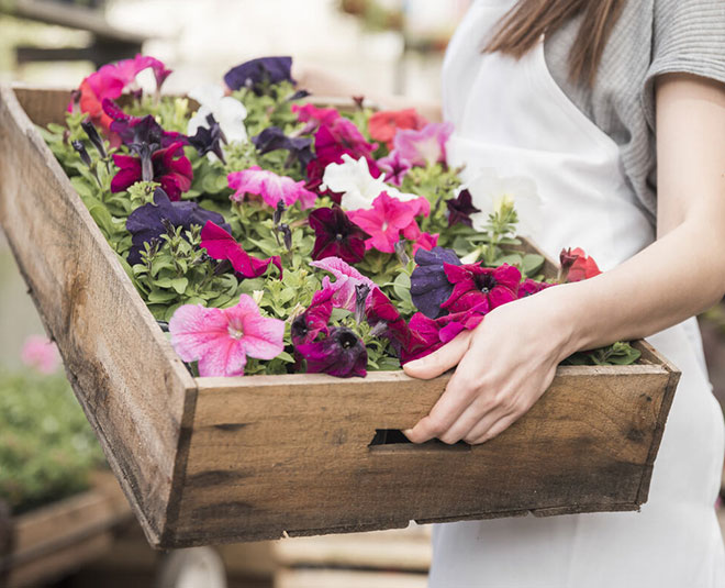 how to take care of flower plants in winter seasonsdfv