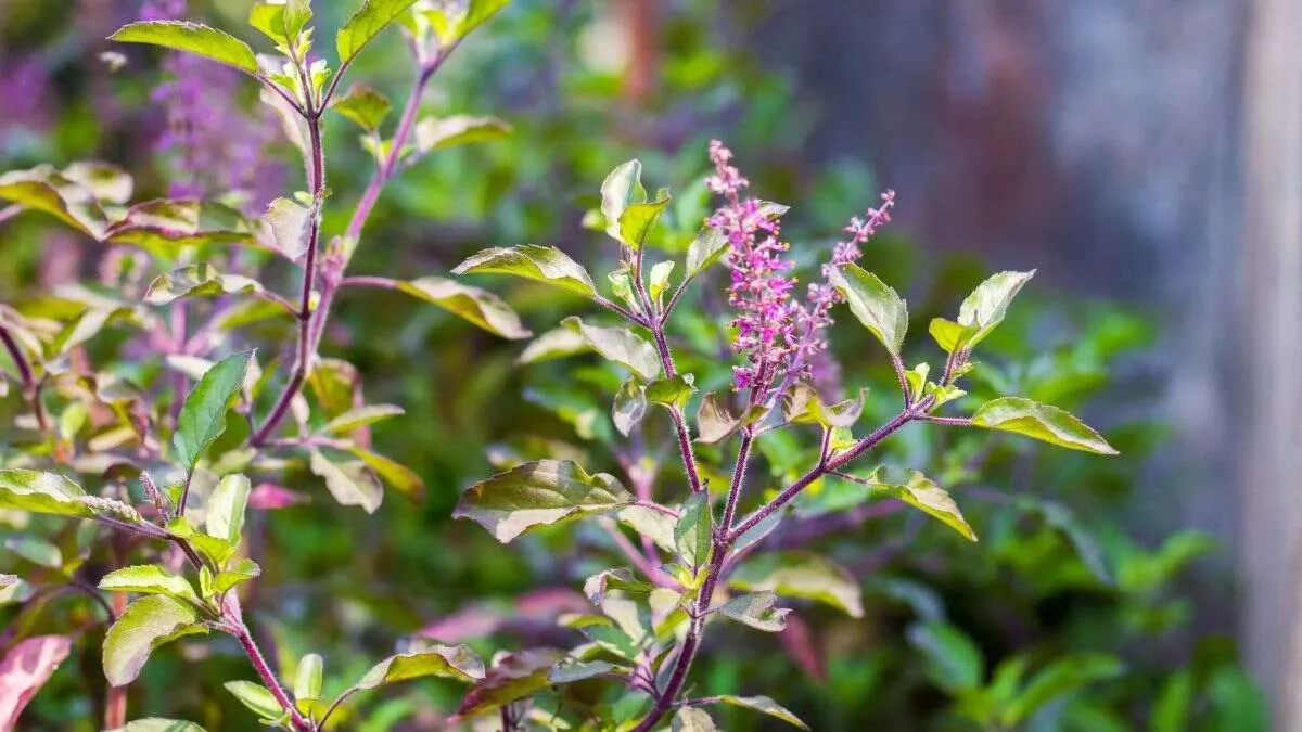 tulsi