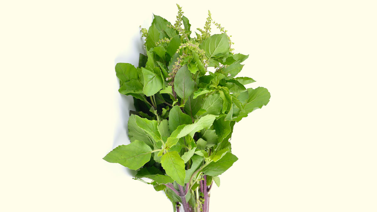 tulsi leaves for detox