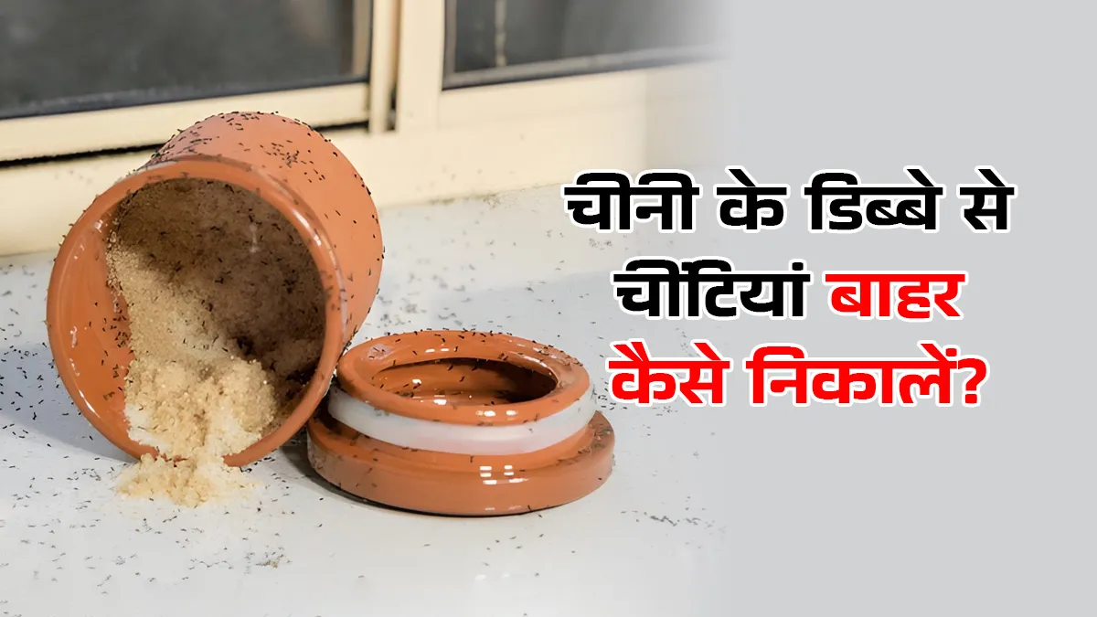 Homemade tricks to stop ants in kitchen sugar