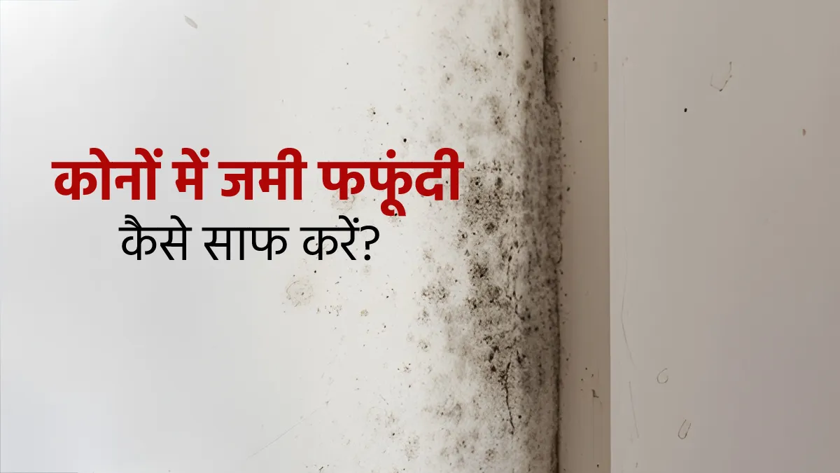 fungus in house corners