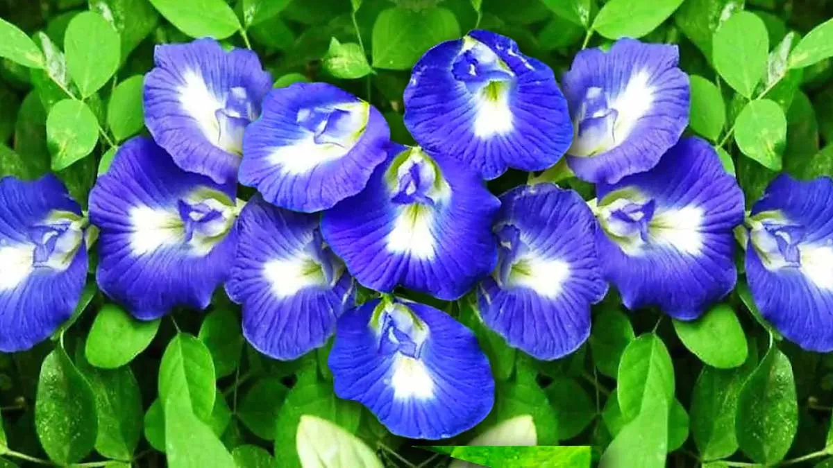 how to care aparajita plant in winter for blooming