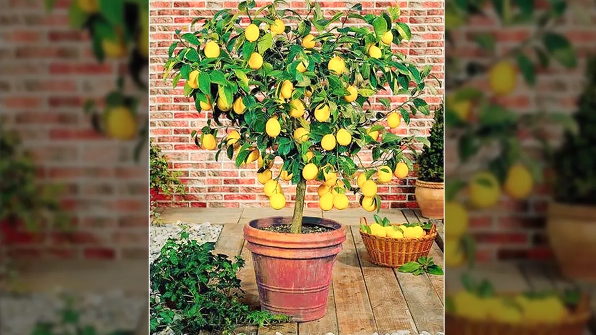 Home garden lemon plant