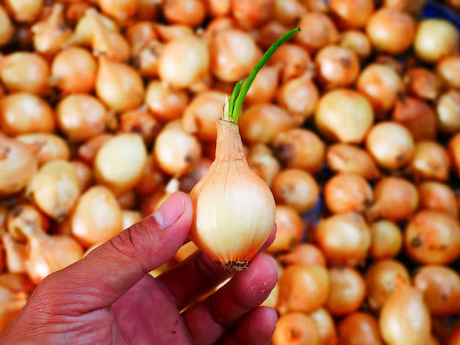 Good quality onions