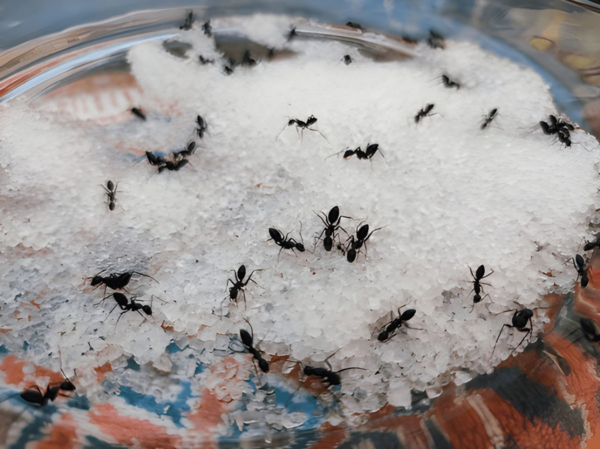 chini ke dibbe se chiti bahar kaise nikale