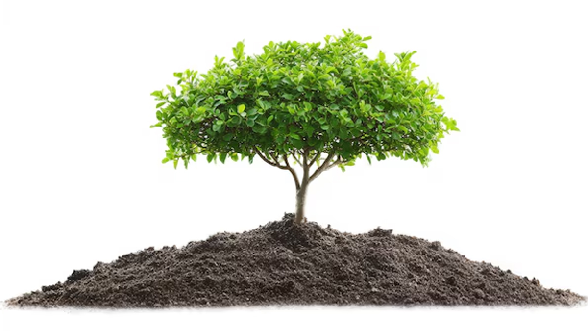 gardening tips for winter