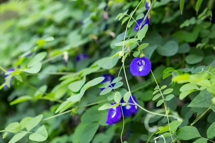 how to care aparajita plant in winter for bloomingsdfb