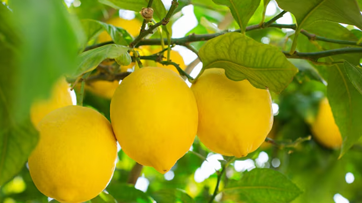 lemon tree care tips