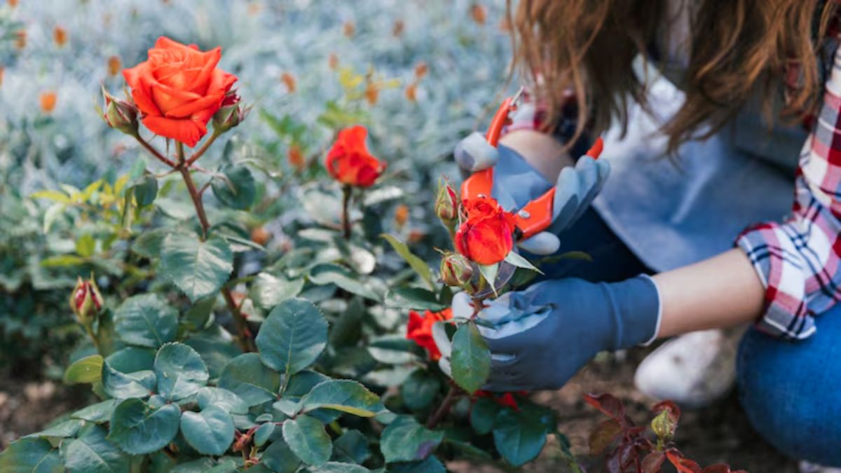 rose plantation from flower in winter (2)