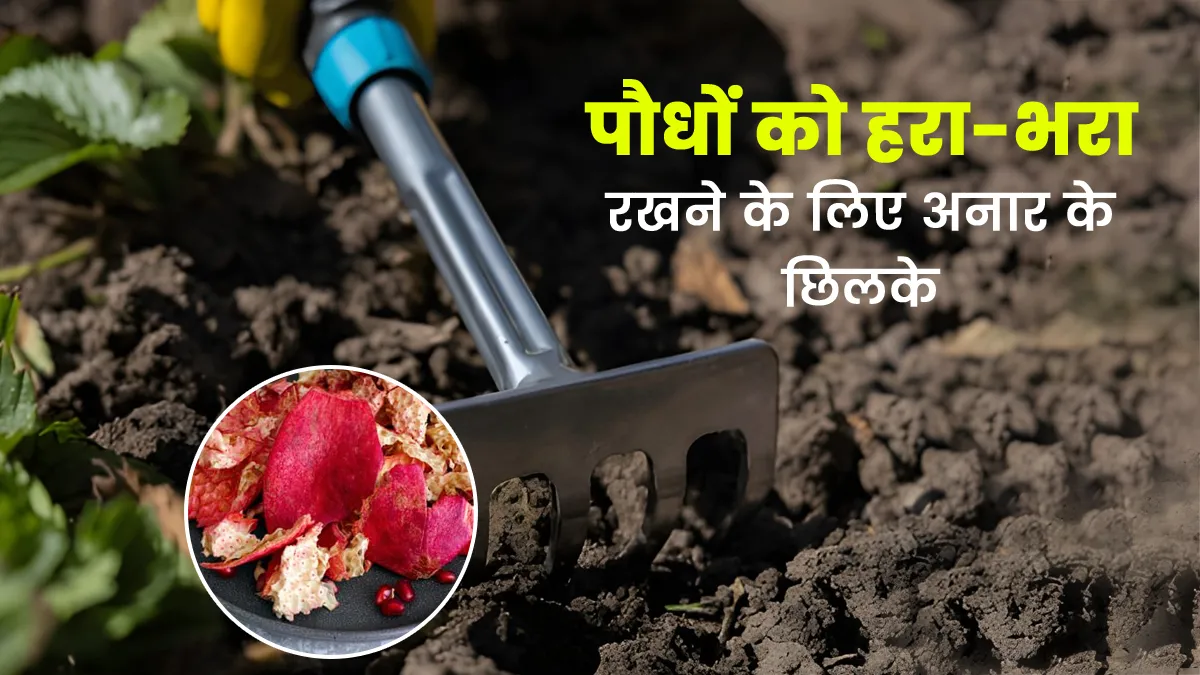 anar chilka for gardening