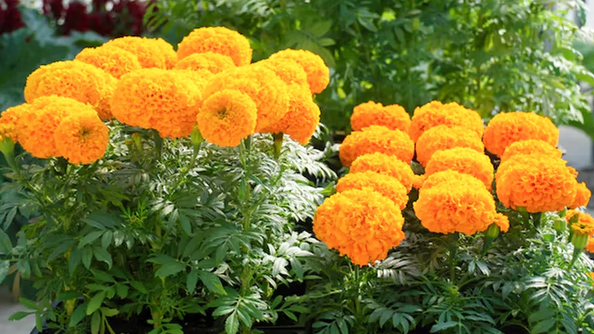 Which is the best feed for roses and marigold plant