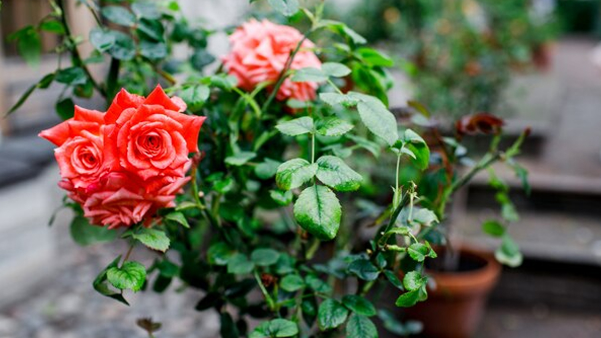 how to increase flowers in rose plant