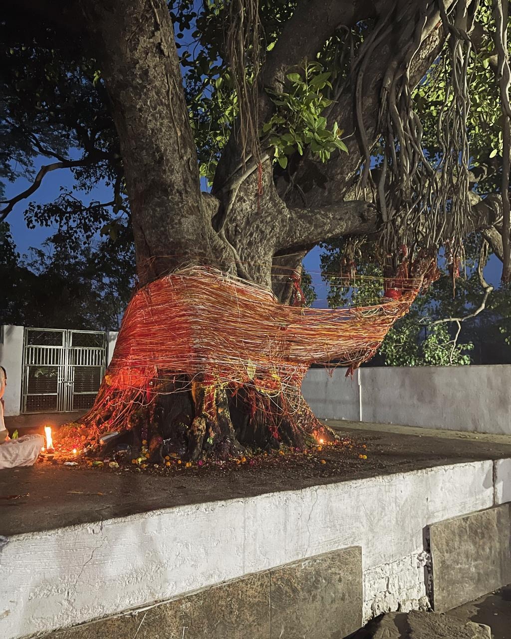 offering water in banyan tree benefits