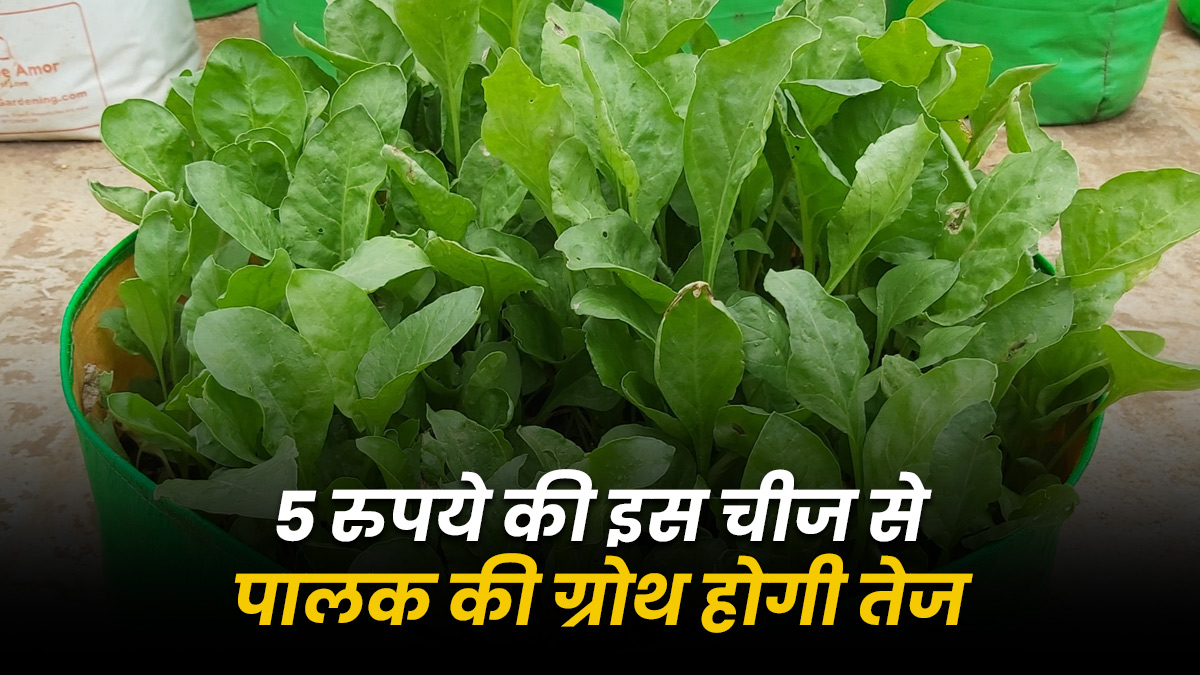Gardening Tips: बगीचे में लगी पालक नहीं बढ़ रही? डालें 5 रुपये की यह देसी चीज, पत्ते होंगे इतने घने कि गमला जाएगा भर