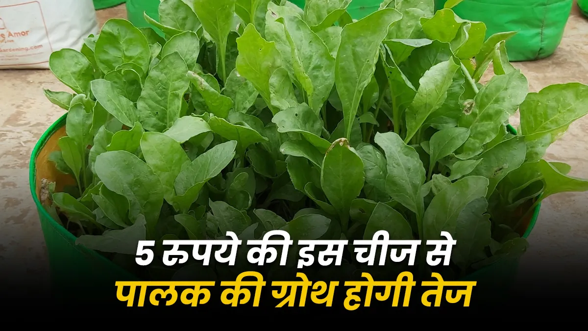 How to grow spinach quickly