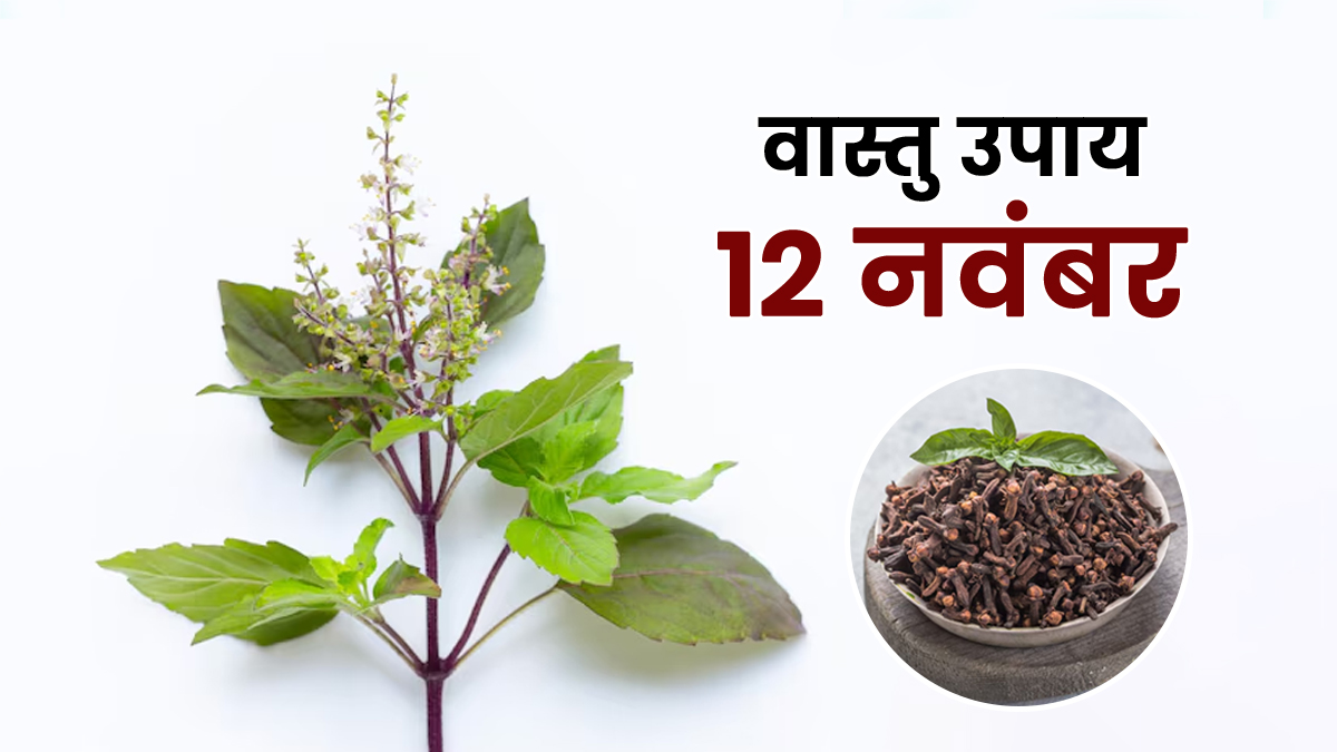 Vastu Upay 12 November: तुलसी और लौंग का ये खास उपाय बदलेगा किस्मत, बरसेगा धन और खुशहाली