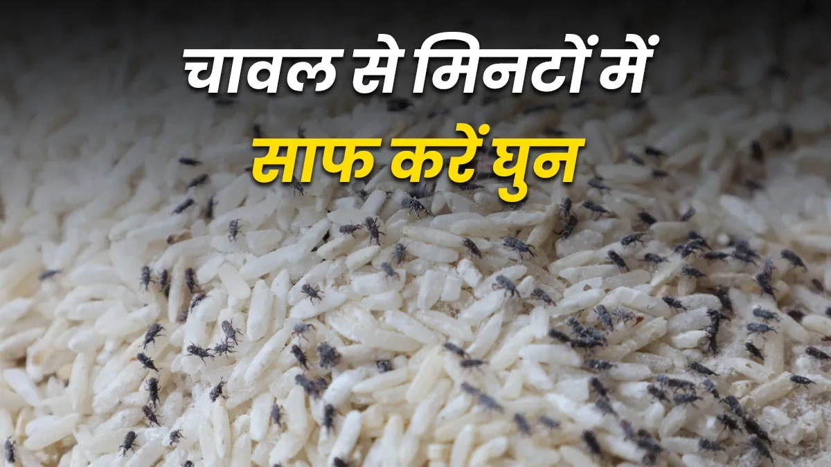 tricks to remove weevils from rice container and sack ghun kaise bhagaye