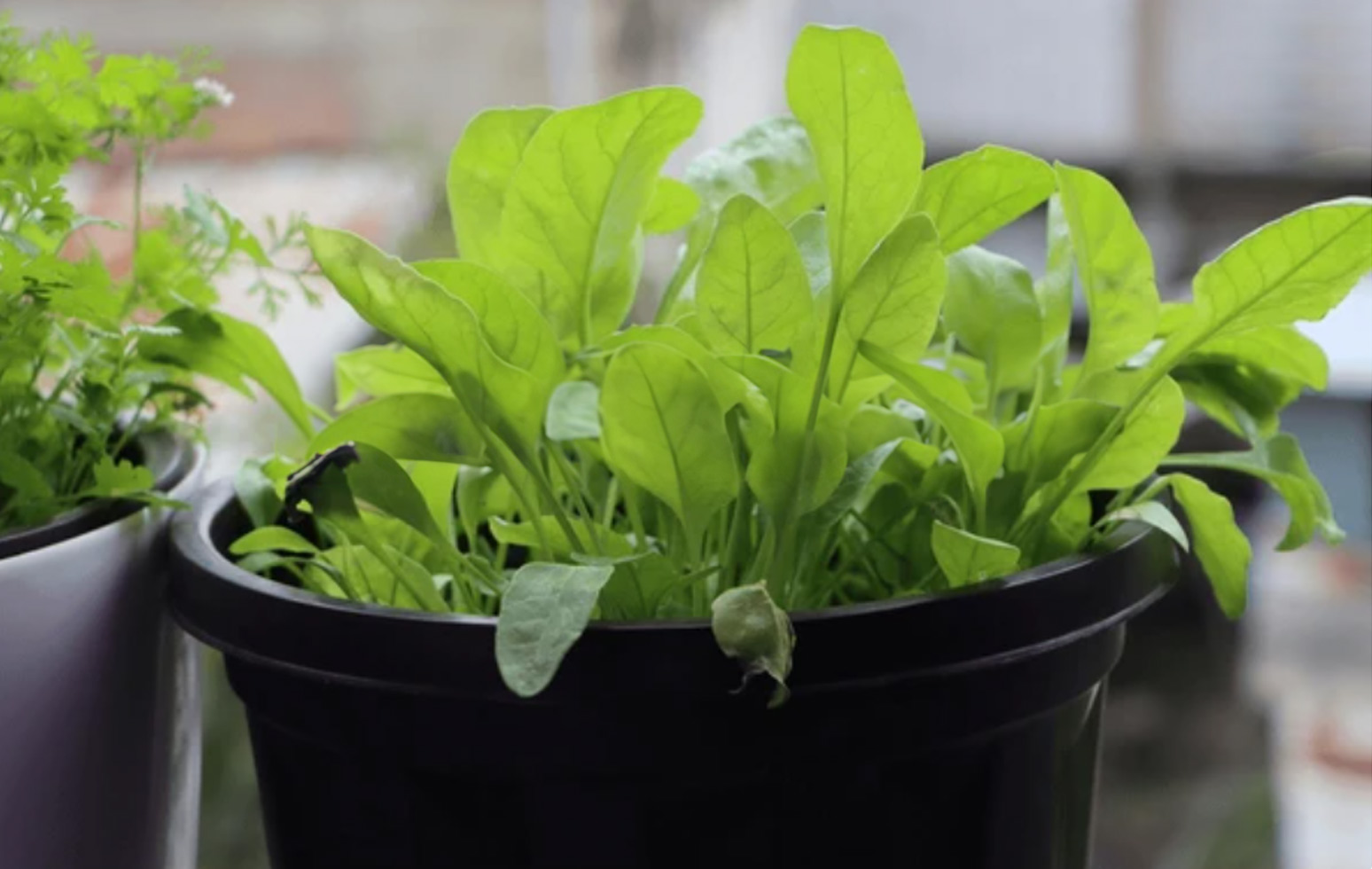 How to grow spinach quickly