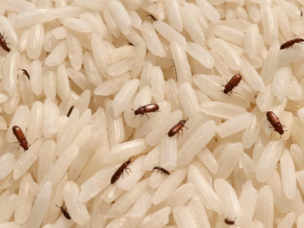 tricks to remove weevils from rice container and sack ghun kaise bhagaye