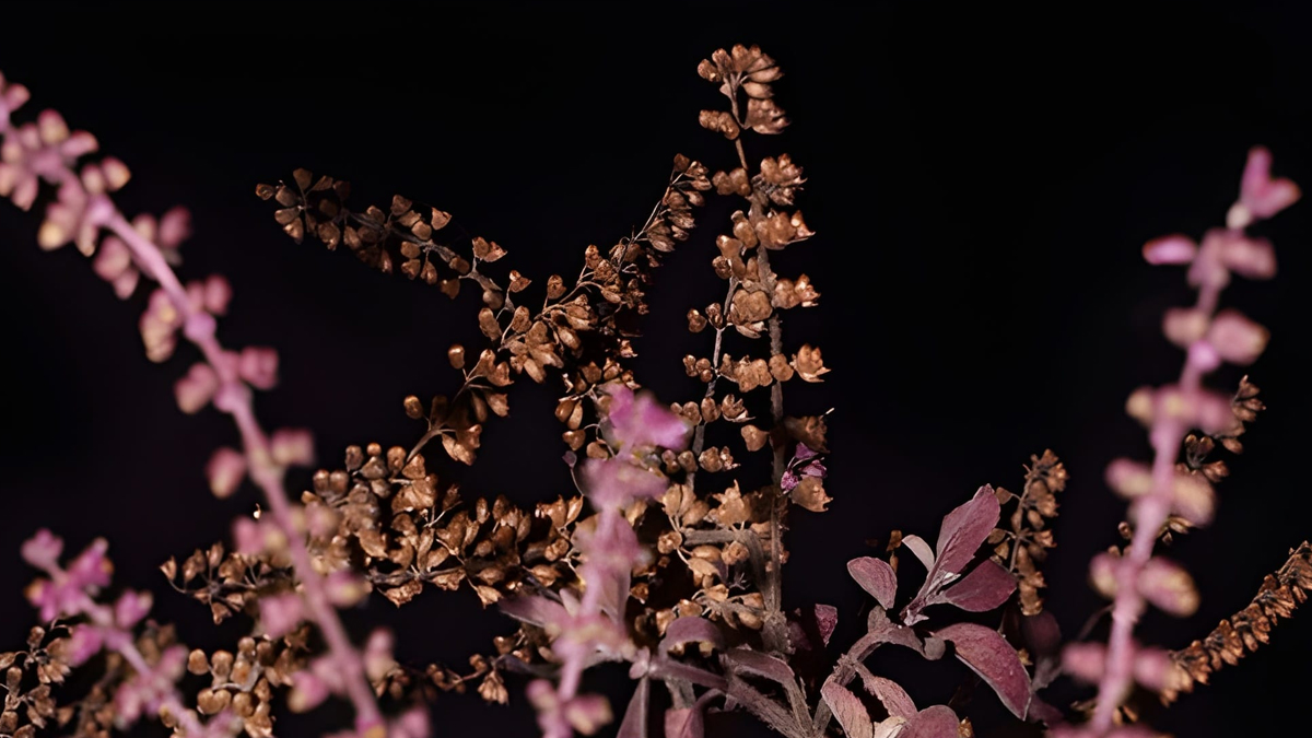 tulsi manjari ke upay