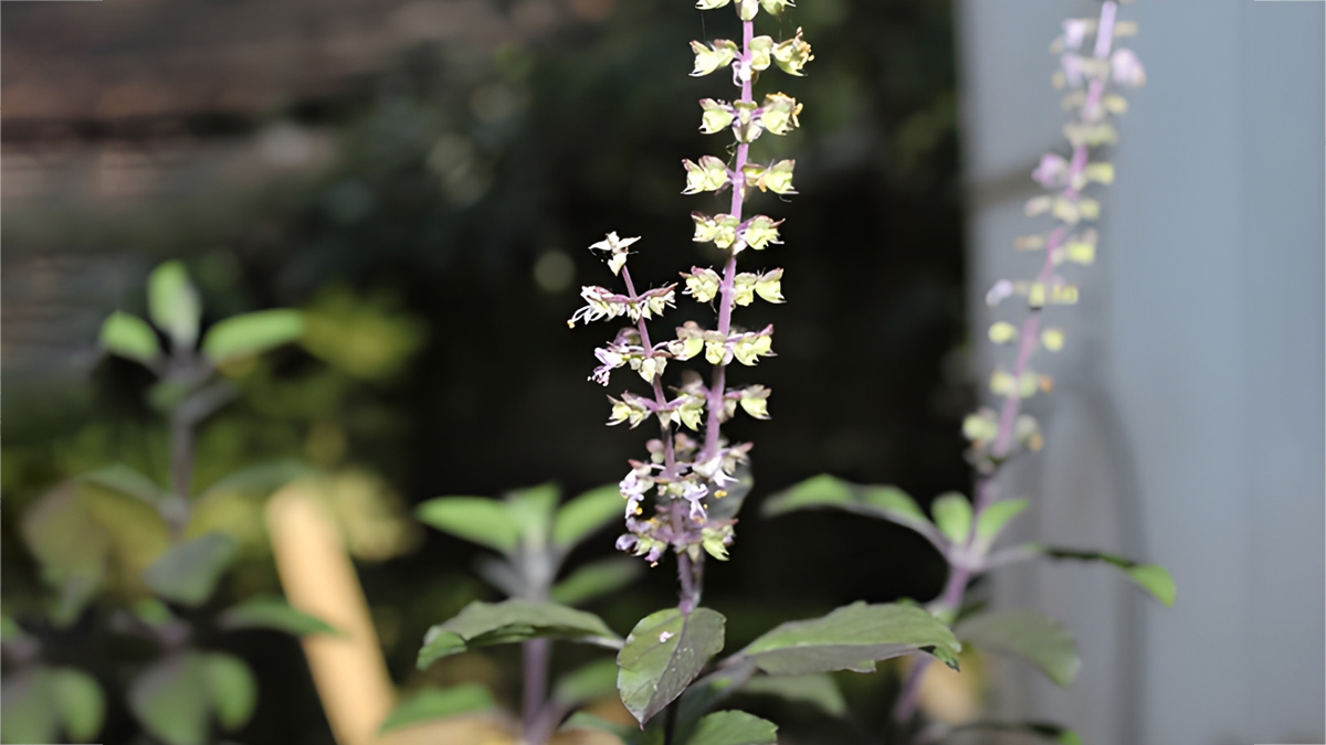 tulsi manjari upay for utpanna ekadashi