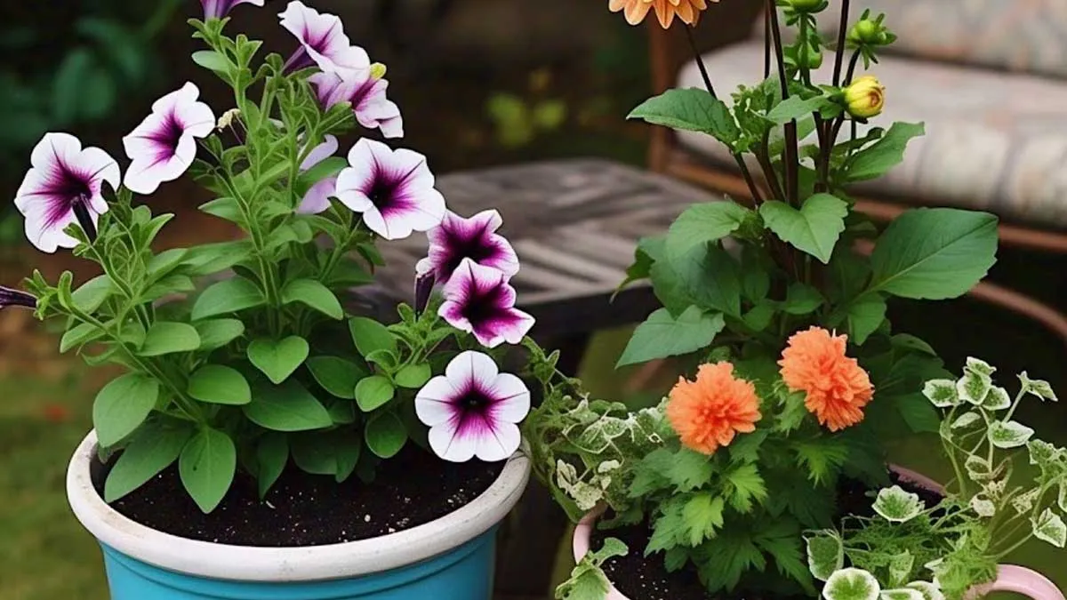 how to grow petunias in hanging baskets care tips and guide