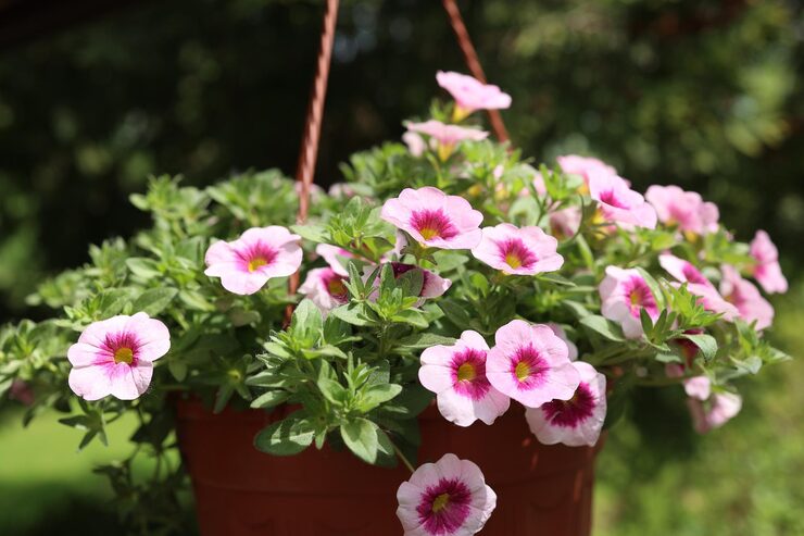 how to grow petunias in hanging baskets care tips and guidess