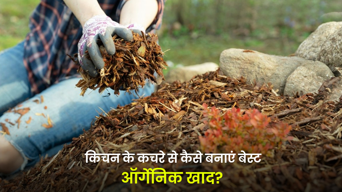 किचन के कचरे से बनाएं बेस्ट ऑर्गेनिक खाद! जानें सब्जी और फलों के छिलकों का इस्तेमाल करके फ्री में गार्डनिंग कैसे करें